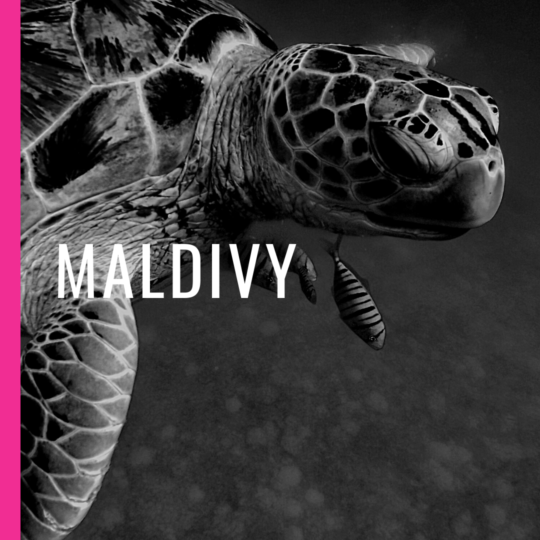 Maldivy